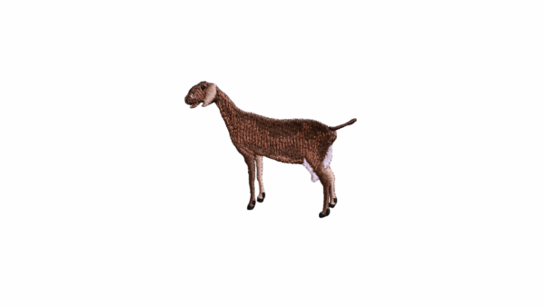 Nubische geit geitenboerin bruin grote oren uier roze