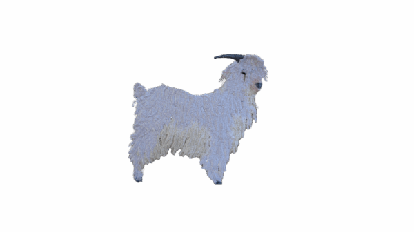 Angora geit geitenboerin krullen wit creme